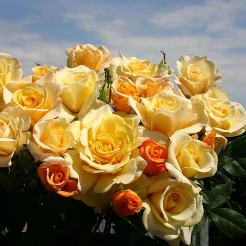 Sunny sky rose - sunny, pot