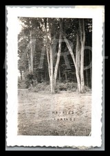 Photo, WW2, 3.I.R.73, en lisière de forêt près de l'Oise, position MG bien...