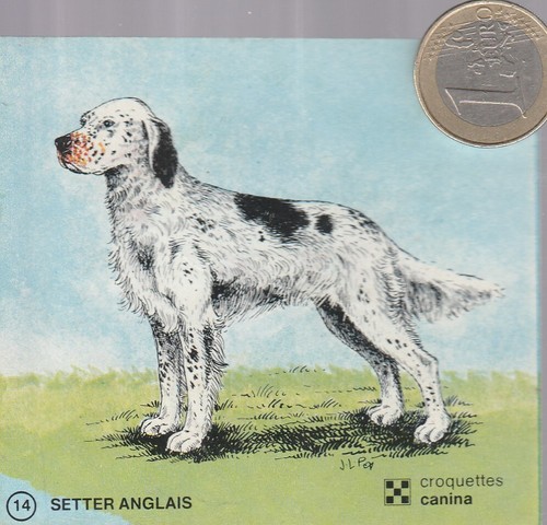 C44ani animaux chien - animaux.,