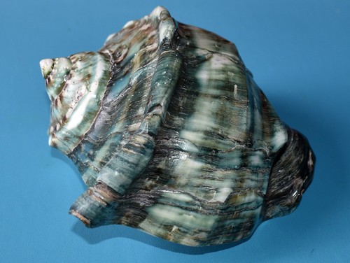 Sea shell coquillages - -,