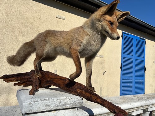 Ancienne taxidermie renard - taxidermie,