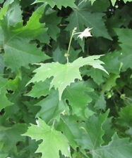 ♫ ERABLE Plane - Acer