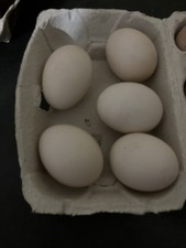 6 oeufs fécondés poule Nègre Soie Taille Naine pure race