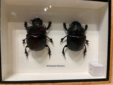 insectes HELIOCOPRIS DOMINUS naturalisés