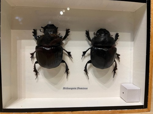 Insectes heliocopris dominus - insectes,