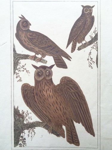 Buffon vauthier gravure - buffon, /
