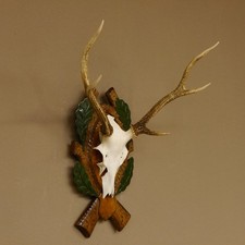 Sikahirsch Bois Sika Cerf Hl