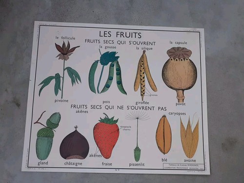 Carte scolaire rossignol - carte,