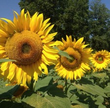 TOURNESOL GEANT RUSSE - Lot de 25 graines 