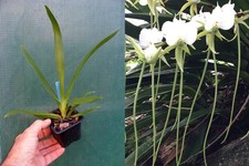 Angraecum longicalcar