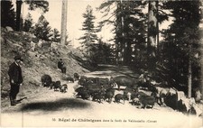 CORSE CORSICA - Régal de Châtaignes dans la Forêt de Valdoniello - Cochons