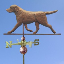 Chocolat Labrador Retriever