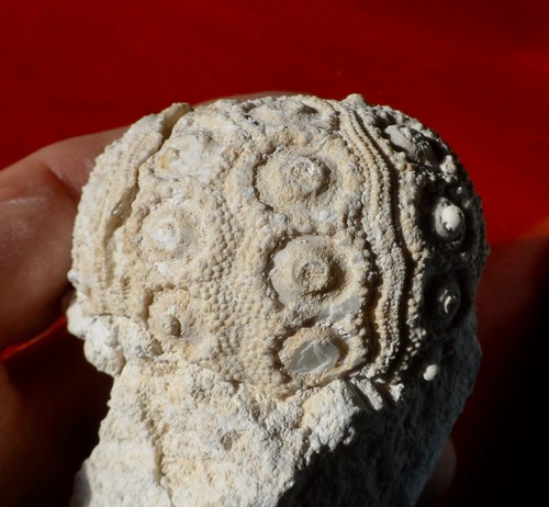 Oursin fossile jurassique - fossile,