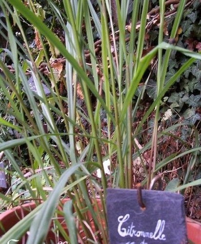 Citronnelle de madagascar - ♫,