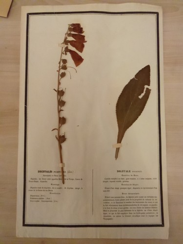 Ancien herbier botanique - ancien,