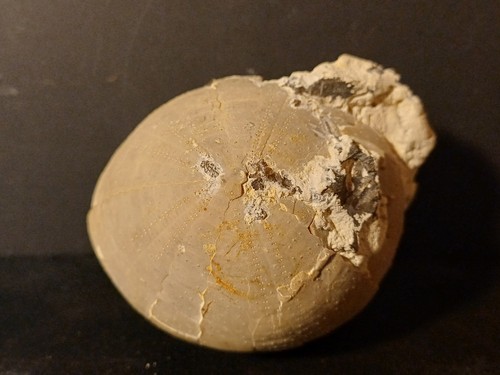 Echinocorys vulgaris crétacé - echinocorys,