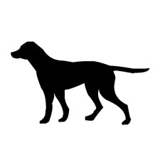 Sticker autocollant chien sur