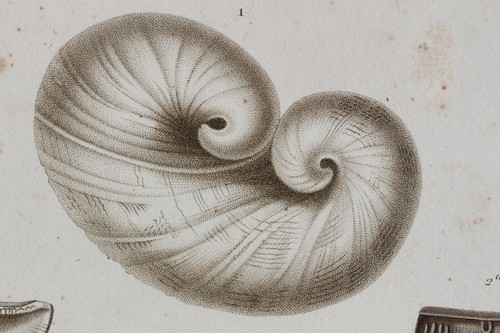 Molluscs engraving animal - engraving,