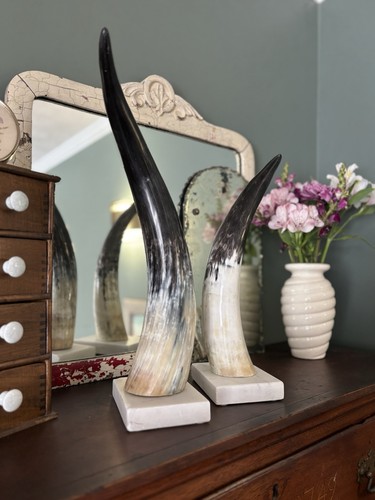 Polished steer horns mounted - steer,