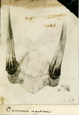 Crâne d'animal Vintage silver