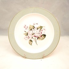 Martha Stewart (Mse) Hydrangea