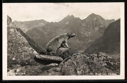 Carte postale photo marmotte - postale,