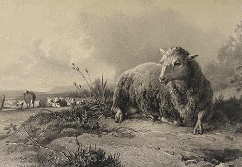 Soulange teissier - soulange-teissier, (1814-1898)