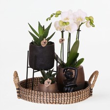 Coffret cadeau orchidée 'Copper XL' - Phalaenopsis - Hauteur 35cm