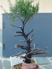 Pré-bonsaï de genévrier commun 120 x 20 cm tronc unique incurvé spectaculaire...