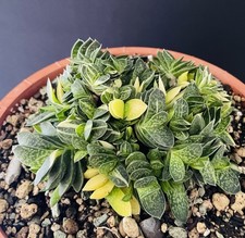 Gasteria Glomerata Variegata Cactus Caudex Succulente Bonsaï Agave Plante