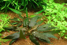 Cryptocoryne beckettii 1