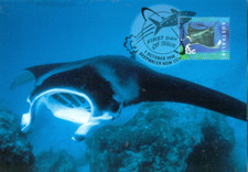 Australia 1998 Maxi Card    Manta birostris      Manta Ray