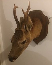 Trophée De Chasse Tête