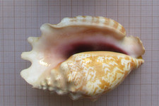 2 Strombus 10,3  et 8,2  cm