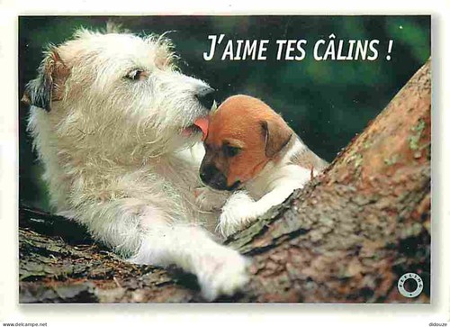 Carte postale animaux - carte,