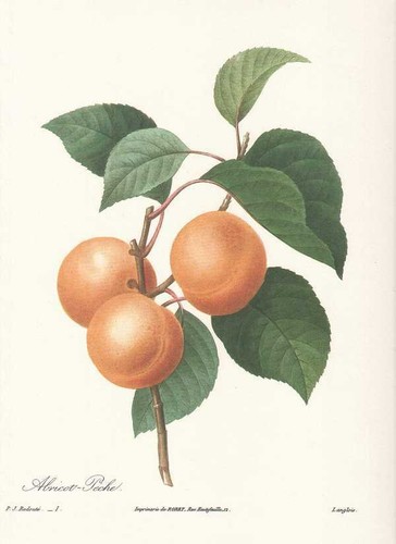 Prunus armeniaca abricot - -,