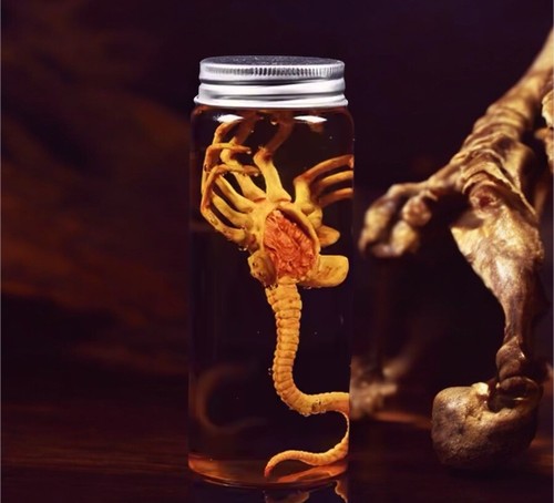 Facehugger specimen jar - in,