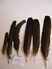 Lot PLUMES de FAISAN  (lot9)