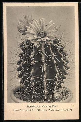 Echinocactus sinuatus dieter - echinocactus,