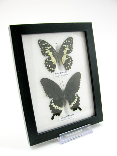 Vrais beaux papillons - 2,