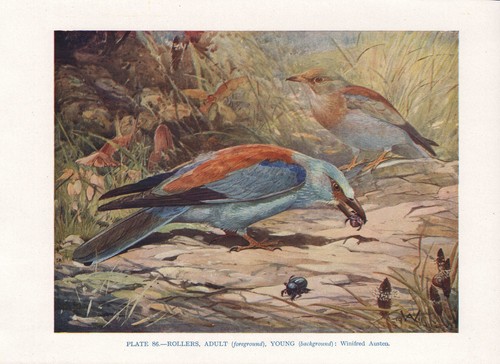 Impression oiseau vintage - impression, ~