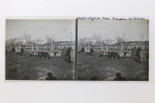 Algérie oran troupeau - troupeau, de