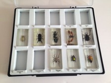 boite de 8  inclusions d'insectes en résine NATIONAL GEOGRAPHIC 9