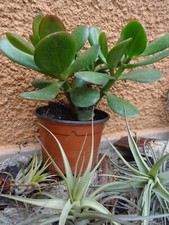 12= tres grand lot  crassula grandes feuille +10belle rosaces  aéoniums divers