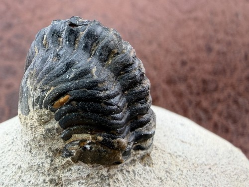 Trilobite sandstone from - trilobite, on