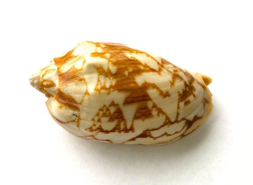 Coquillage volutidae volute - coquillage volutidae,