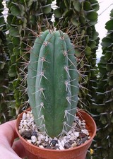 TRICHANA PACHANIORUM cactus