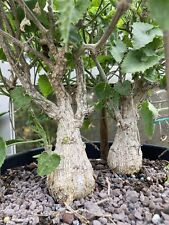 Corallocarpus Bainesii 10 Graines Seeds SAMEN Caudex
