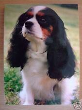 Carnet aimanté à feuilles  - CAVALIER KING CHARLES