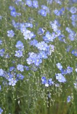 💙 LIN VIVACE BLEU 50 Graines | Nuage Bleu & Fleurs Délicates